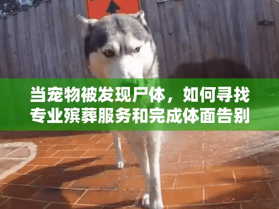 当宠物被发现尸体，如何寻找专业殡葬服务和完成体面告别？