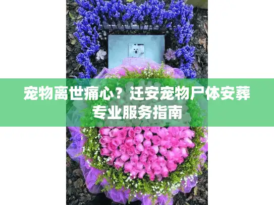 宠物离世痛心？迁安宠物尸体安葬专业服务指南
