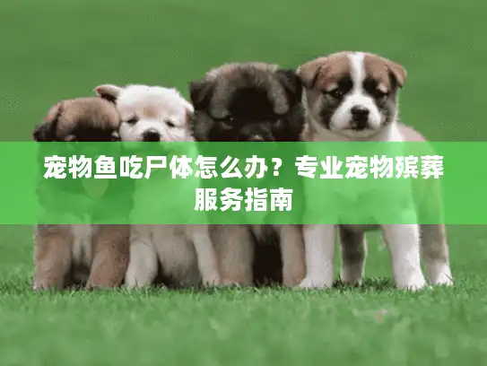 宠物鱼吃尸体怎么办？专业宠物殡葬服务指南