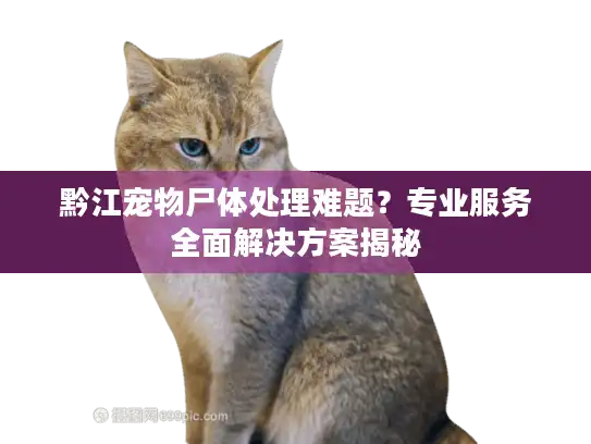 黔江宠物尸体处理难题？专业服务全面解决方案揭秘