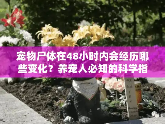 宠物尸体在48小时内会经历哪些变化？养宠人必知的科学指南