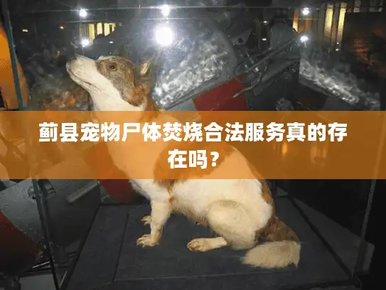 蓟县宠物尸体焚烧合法服务真的存在吗？