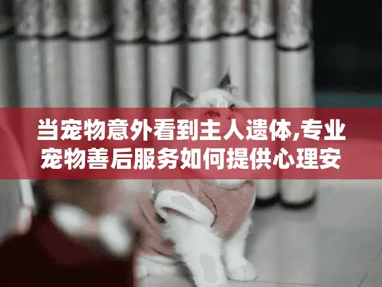 当宠物意外看到主人遗体,专业宠物善后服务如何提供心理安抚?