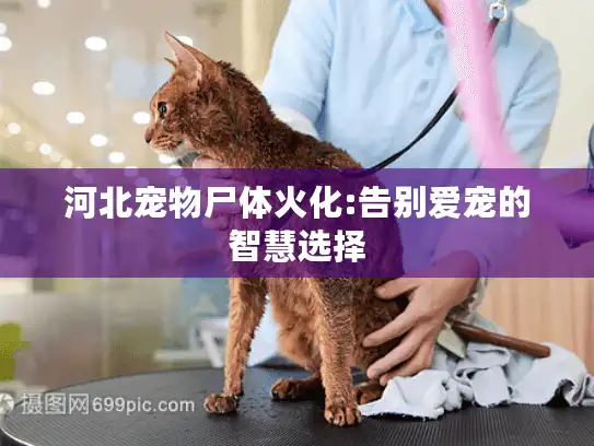 河北宠物尸体火化:告别爱宠的智慧选择