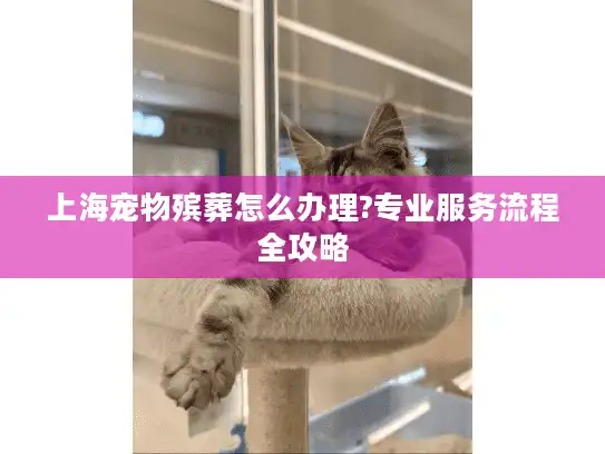 上海宠物殡葬怎么办理?专业服务流程全攻略