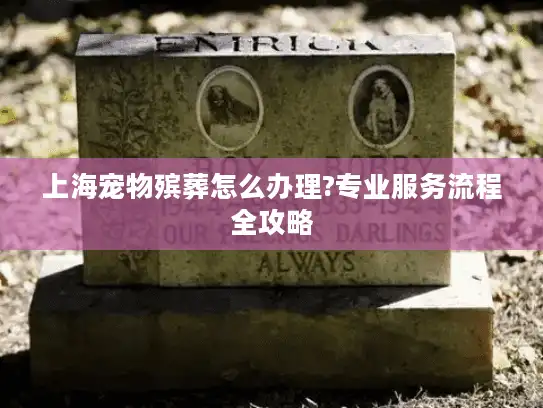 上海宠物殡葬怎么办理?专业服务流程全攻略