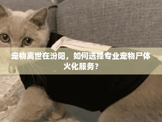 宠物离世在汾阳，如何选择专业宠物尸体火化服务？