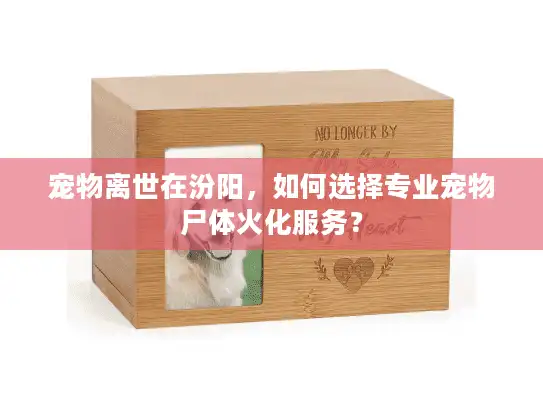 宠物离世在汾阳，如何选择专业宠物尸体火化服务？