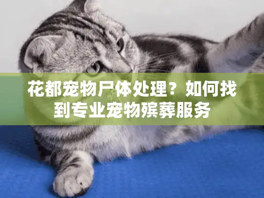 花都宠物尸体处理？如何找到专业宠物殡葬服务