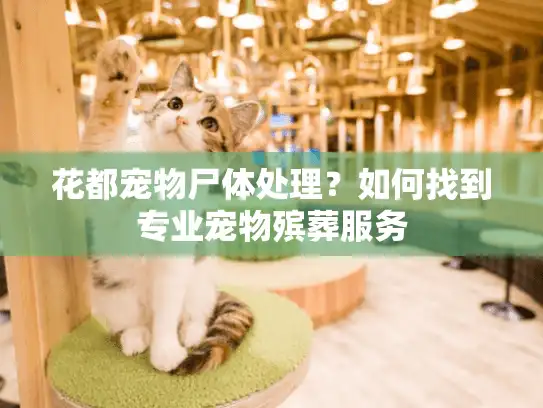 花都宠物尸体处理？如何找到专业宠物殡葬服务