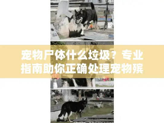 宠物尸体什么垃圾？专业指南助你正确处理宠物殡葬