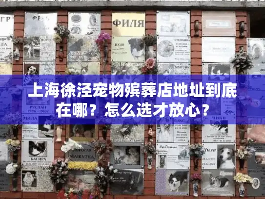 上海徐泾宠物殡葬店地址到底在哪？怎么选才放心？