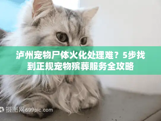 泸州宠物尸体火化处理难？5步找到正规宠物殡葬服务全攻略