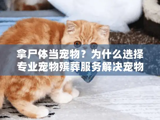拿尸体当宠物？为什么选择专业宠物殡葬服务解决宠物身后事？
