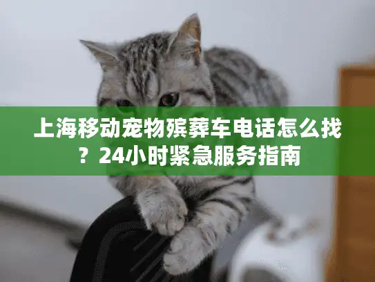 上海移动宠物殡葬车电话怎么找？24小时紧急服务指南