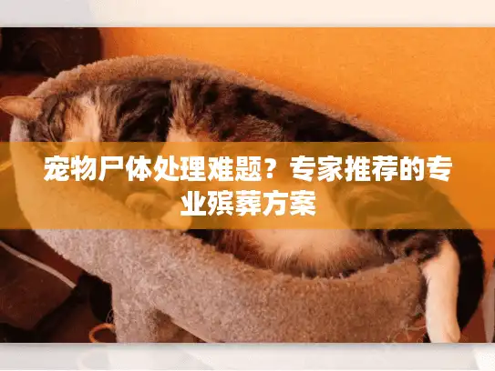 宠物尸体处理难题？专家推荐的专业殡葬方案