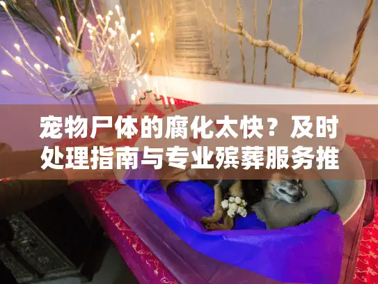 宠物尸体的腐化太快？及时处理指南与专业殡葬服务推荐