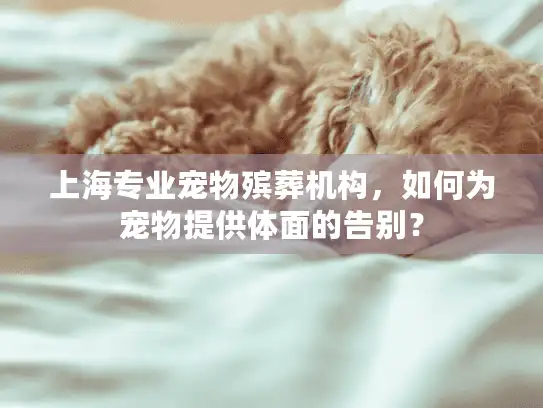 上海专业宠物殡葬机构，如何为宠物提供体面的告别？