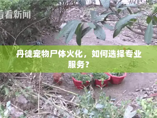 丹徒宠物尸体火化，如何选择专业服务？