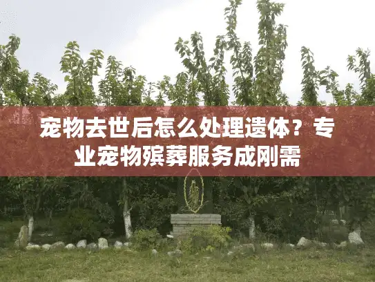 宠物去世后怎么处理遗体？专业宠物殡葬服务成刚需