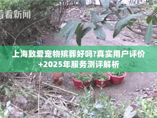 上海致爱宠物殡葬好吗?真实用户评价+2025年服务测评解析