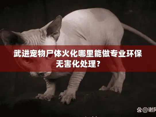 武进宠物尸体火化哪里能做专业环保无害化处理？
