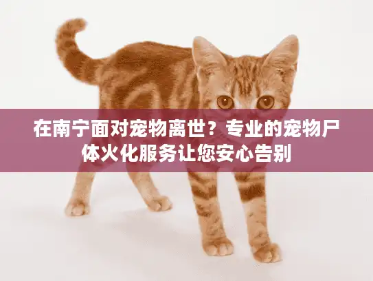 在南宁面对宠物离世？专业的宠物尸体火化服务让您安心告别