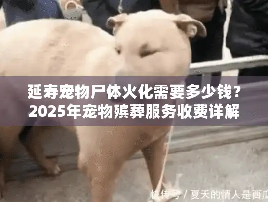 延寿宠物尸体火化需要多少钱？2025年宠物殡葬服务收费详解