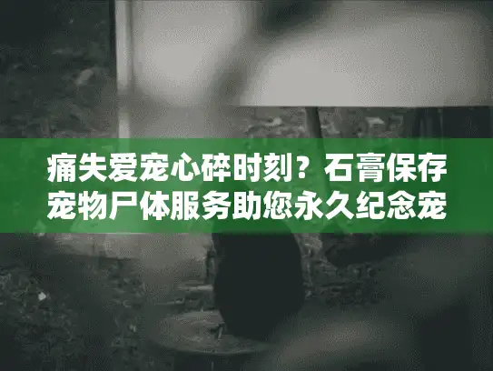 痛失爱宠心碎时刻？石膏保存宠物尸体服务助您永久纪念宠物