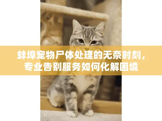 蚌埠宠物尸体处理的无奈时刻，专业告别服务如何化解困境
