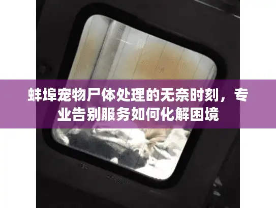 蚌埠宠物尸体处理的无奈时刻，专业告别服务如何化解困境