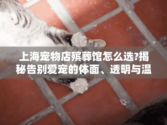 上海宠物店殡葬馆怎么选?揭秘告别爱宠的体面、透明与温情之选