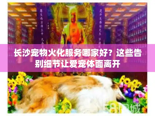 长沙宠物火化服务哪家好？这些告别细节让爱宠体面离开