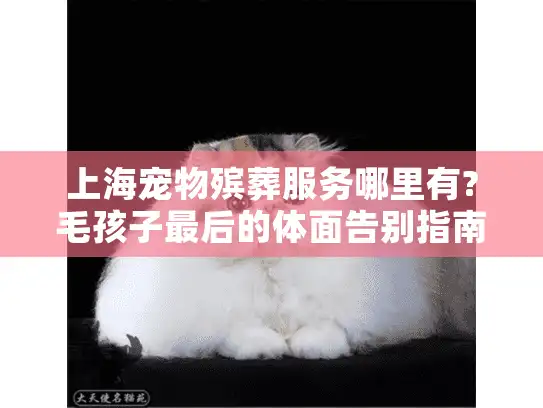 上海宠物殡葬服务哪里有?毛孩子最后的体面告别指南