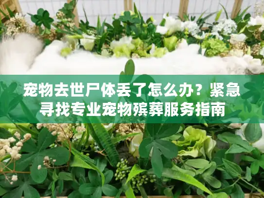 宠物去世尸体丢了怎么办？紧急寻找专业宠物殡葬服务指南