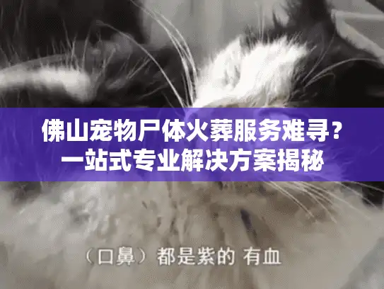 佛山宠物尸体火葬服务难寻？一站式专业解决方案揭秘