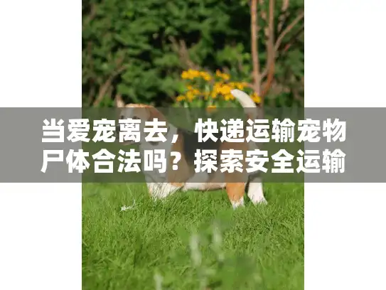 当爱宠离去，快递运输宠物尸体合法吗？探索安全运输方式