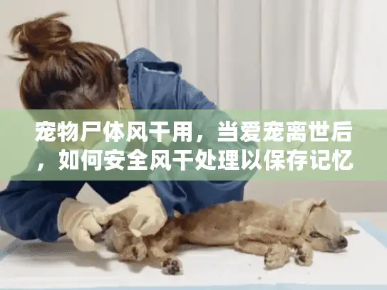 宠物尸体风干用，当爱宠离世后，如何安全风干处理以保存记忆？