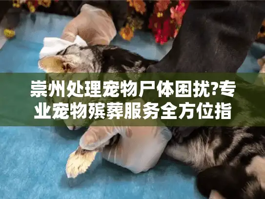 崇州处理宠物尸体困扰?专业宠物殡葬服务全方位指南