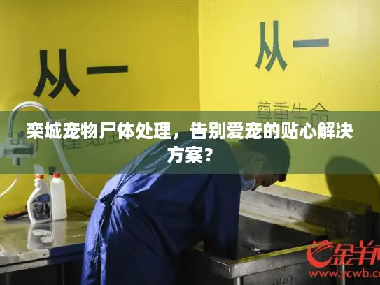 栾城宠物尸体处理，告别爱宠的贴心解决方案？