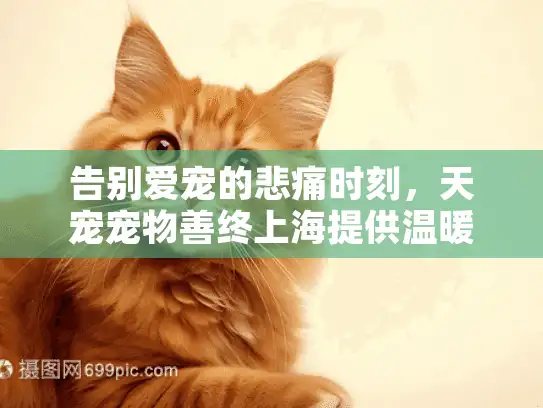 告别爱宠的悲痛时刻，天宠宠物善终上海提供温暖解决方案