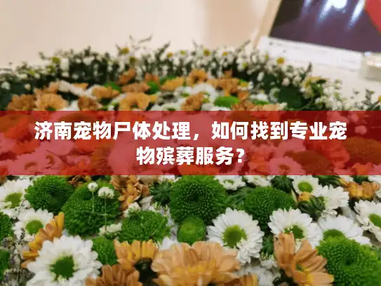 济南宠物尸体处理，如何找到专业宠物殡葬服务？