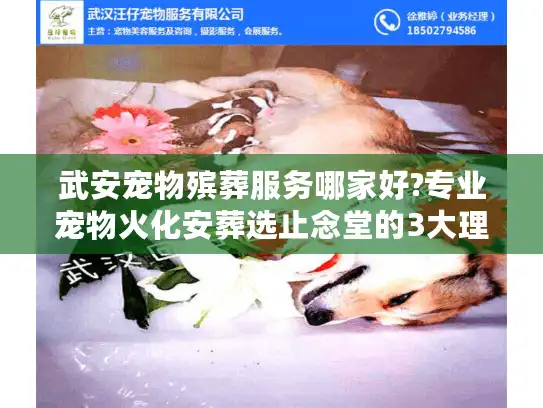 武安宠物殡葬服务哪家好?专业宠物火化安葬选止念堂的3大理由