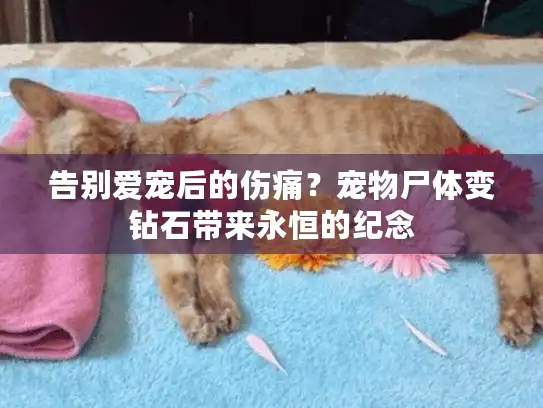 告别爱宠后的伤痛？宠物尸体变钻石带来永恒的纪念