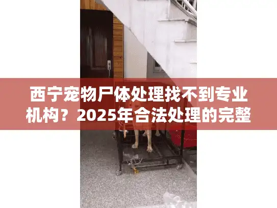 西宁宠物尸体处理找不到专业机构？2025年合法处理的完整指南