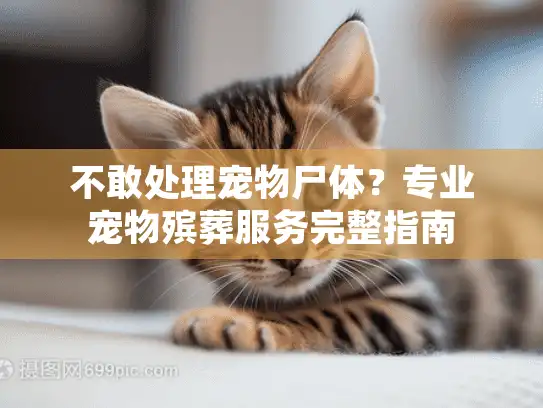 不敢处理宠物尸体？专业宠物殡葬服务完整指南