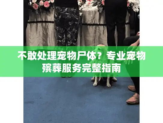 不敢处理宠物尸体？专业宠物殡葬服务完整指南