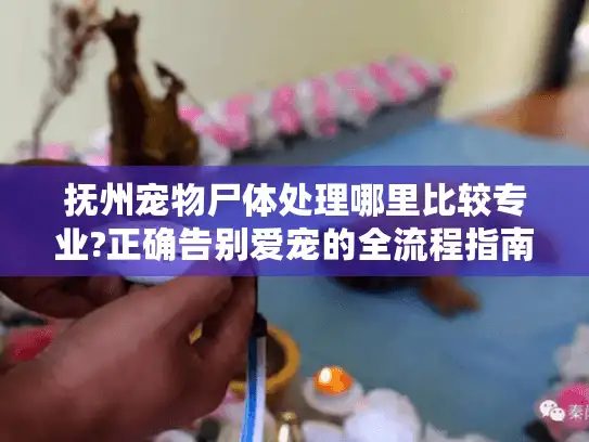 抚州宠物尸体处理哪里比较专业?正确告别爱宠的全流程指南