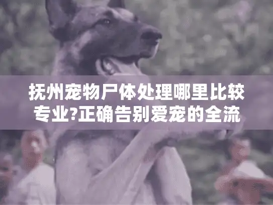 抚州宠物尸体处理哪里比较专业?正确告别爱宠的全流程指南