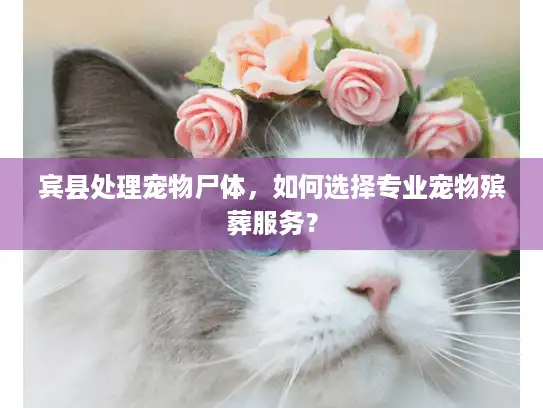 宾县处理宠物尸体，如何选择专业宠物殡葬服务？